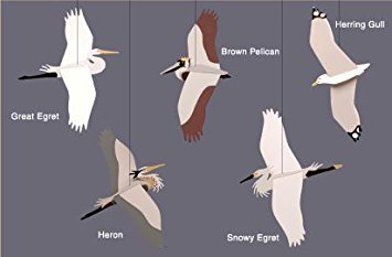 Coastal Birds Mobile