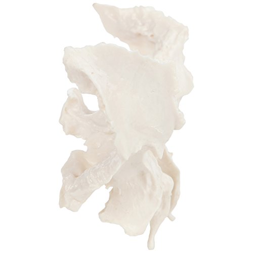 Axis Scientific Human Sphenoid Bone Model | Cast From A Real Human Sphenoid Bone Specimen | Life Size Replica Details All Fissures, Canals, And Processes | Includes Product Manual #TOP2