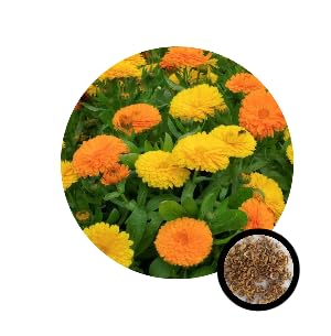 See full amazon price history chart for Marigold Mix Flower Seeds (50 Seeds Pack) Fragrant Flowering Plants Seeds for Home Gardening | Natural and Real Planting Seeds for Indoor Home Decor | Summer Flowering Seeds for Lawn Marigold Mix Flower Seeds (50 Seeds Pack) Fragrant Flowering Plants Seeds for Home Gardening | Natural and Real Planting Seeds for Indoor Home Decor | Summer Flowering Seeds for Lawn (B0BZDQWFWN) Amazon Price History, Amazon Price Tracker