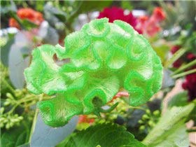 Green Seeds Co. variedades de cresta de gallo, 200pcs / bag bonsai de cresta de gallo, Celosia Cristata hermosa flor planta de bonsai jardín de casa: verde