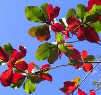 Heybit 30 Premium Indian Almond Leaves. Aquarium Decorations Superb to be Health Better, Success Full Breeding of Betta & Hermit Crabs