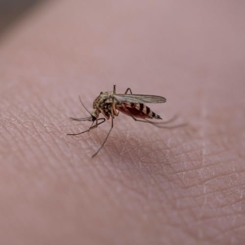 Pourquoi quand on gratte une piq&ucirc;re de moustiques, les autres se mettent &agrave; nous d&eacute;manger ?