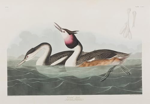 Illustration D'oiseaux d'Amérique Toile Audubon pour Sublimer votre Salon Chic