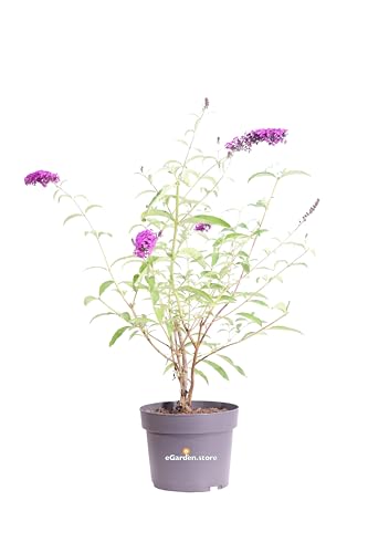 Pianta di Buddleja Davidii Albero delle Farfalle pianta ornamentale da esterno pianta vera da fiore vari colori venduta da eGarden.store (Buddleja Davidii Royal Red)