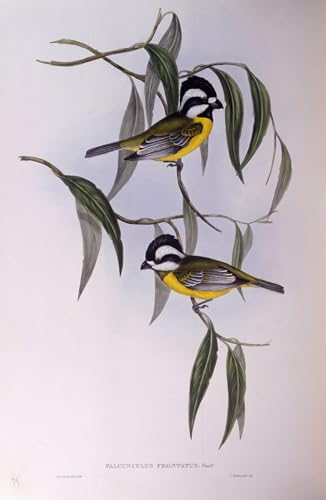 Pintura mural en lienzo vintage de animal silvestre, cuadro decorativo John Gould de 60x90cm