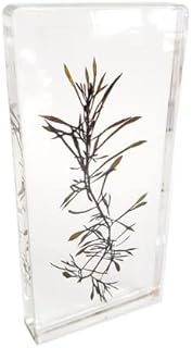 ZMX Specimen of Brown Algae - Real Brown Algae Embedded Specimen Desk Paperweight - for Biological Experiment Equipment, Lab Supplies