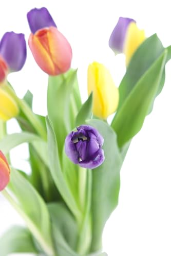 Image of KaBloom-10 Assorted Tulip Bouquet,Flowers for Valentine, Mother's Day