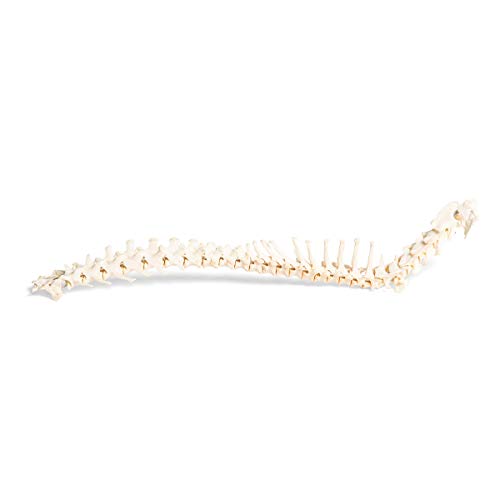 Image of 3B Scientific GmbH T30061 Dog Spine, flexibly Mounted