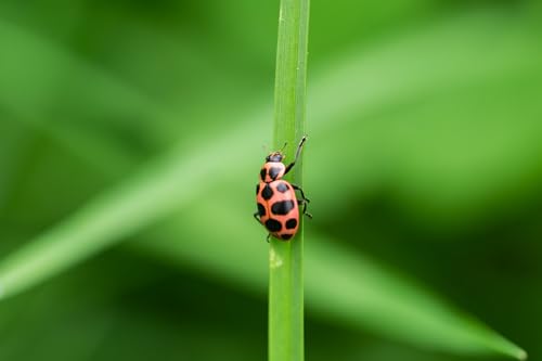 Insect Lore 10-15 Ladybug Larvae - Live Pink Spotted Ladybug Larvae - Grown in USA - Refill for Habitat - Observe, Raise & Release Ladybugs