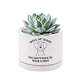 Well at Least You Don’t Have to Wear A Cone Recovery Gifts Ceramic Succulent Plant Pot with Tray Get Well Soon Gifts After Surgery Plant Lover Decor 3.5 Inch White (No Plants) (With Ceramic Tray)