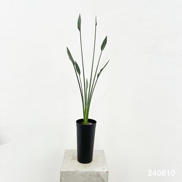 Amazon｜ストレリチア：ユンケア（ノンリーフ) 10.5cmロングポット1本