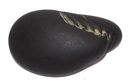 Laxmi Vishnu Paduka Shaligram - Gandaki River Nepal, Fossil, Fossil #TOP5