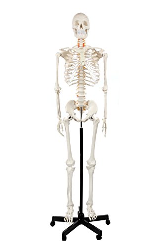 Axis Scientific 5'6" (167 cm) Life Size Human Skeleton Model for Anatomy Study, 206 Bones, Mobile Stand, Learning Guides Included