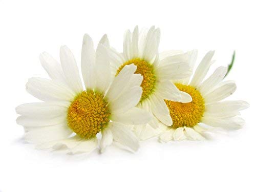 Amphora Aromatics Chamomile Cream 60ml Calming, cooling and soothing suitable for all skin types, 60 ml (Pack of 1) - Image 2