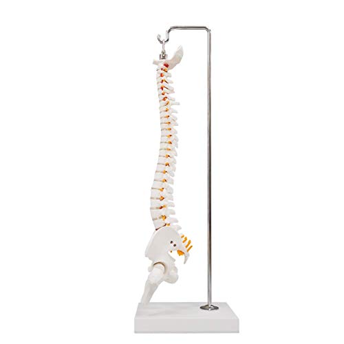 Image of 15.5 inch Mini Human Spine Model, Bendable Spinal Cord with Herniated Disk, Nerves, Arteries, Pelvis, and Femur Stumps, for Medical Students and Chiropractors, Includes Stand
