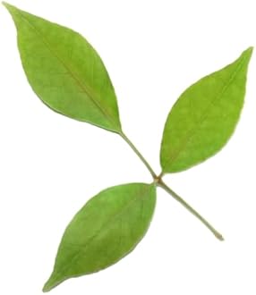 Fresh Bel Patra, 25g