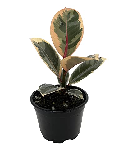 Tineke Rubber Tree Plant - Ficus - New Yet Very Old! - 4" Pot #TOP22