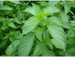 200 Seeds Hạt Giống Lá É - Hat la e - Ocimum gratissimum Seeds Hạt giống cây hương NHU HOA trắng Diaspora Asian Seeds Vietnam Herb Seeds