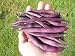 Heirloom Blue Coco Pole Bean Seed(CERTIFIED USDA ORGANIC) by Stonysoil Seed Company