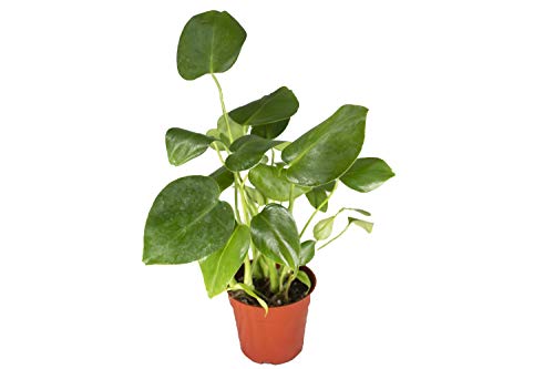 Monstera Split Leaf - 4' from California Tropicals