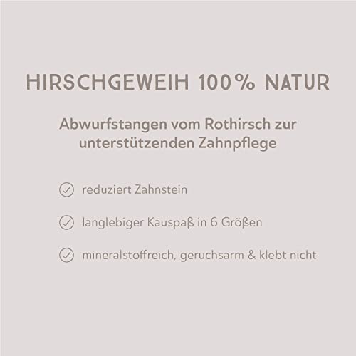 naftie Hirschgeweih Geweihstück ganz - Geweih Horn - XXL für sehr große Hunde - Abwurfstange vom Rothirsch - geruchsarm & langlebig