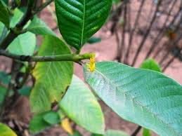 Mphmi Hing, Asafoetida - Plant (B08SWMBM2W) Amazon Price History, Amazon Price Tracker