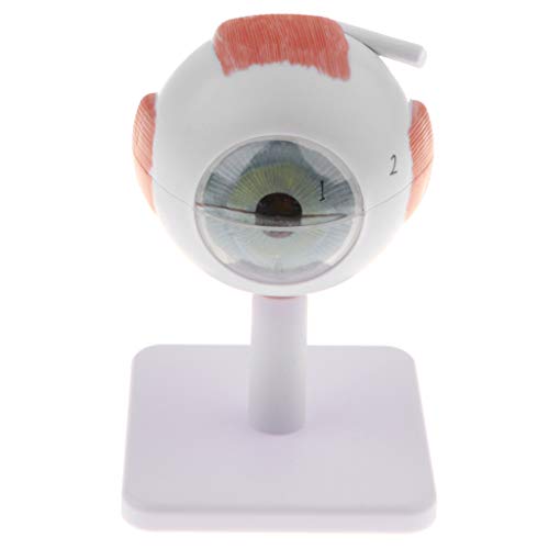 Kit de modelo anatômico de bola para olhos humanos menolana / Suprimentos de ampliação 3X