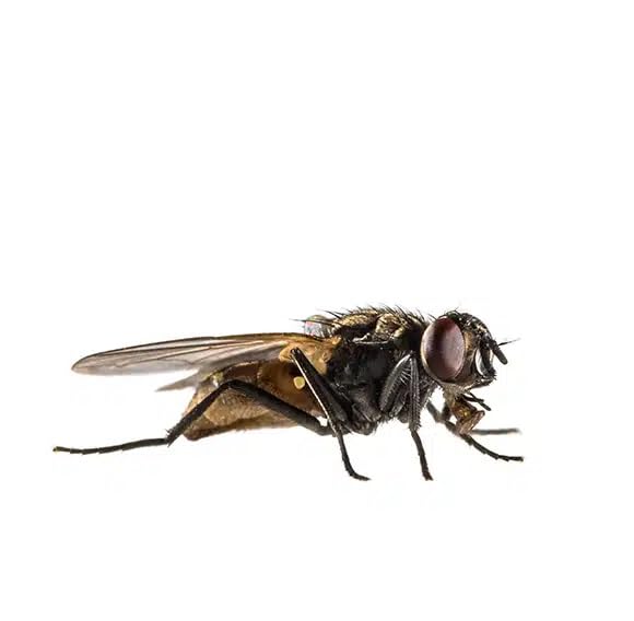Adybac 1001 | Insecticida, ovicida y larvicida | Cucarachas | Moscas | Chinches | Garrapatas | Pulgas | Piojos | Mosquitos | 6 unidades |