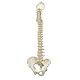 3B Scientific Menschliche Anatomie - BONElike ™ Wirbelsäule + kostenlose Anatomie App - 3B Smart Anatomy