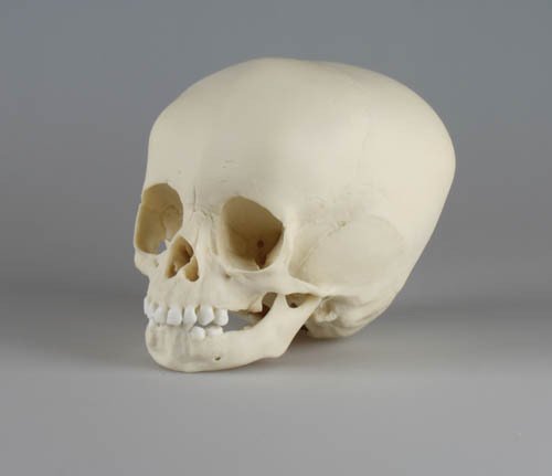 Erler-Zimmer 4740 Skull Model Child 3 Years Old