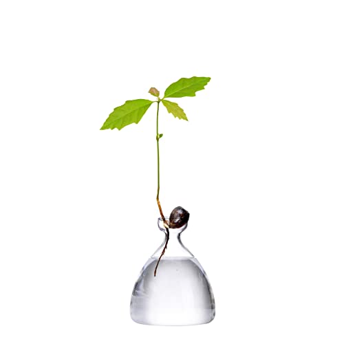 Maveite Acorn Tree Growing Vase Acorn Seed Sprouting Starter Planter Kit Hydroponics Terrariums Pot Deco Glass Propagation Vases Gardening Chirstmas Gifts For Her Him #TOP4