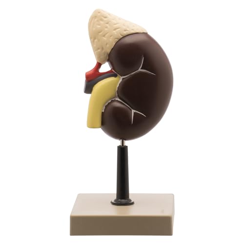 Image of EISCO High Quality Human Kidney & Adrenal Gland Model, 2 Parts - Hand Painted, Detailed Anatomy Educational Tool