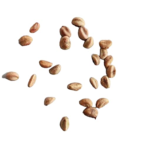 Lot de 30 graines d'aubépine comestibles pour une bonne récolte - Vitamines naturelles riches - Pour couloir Cover