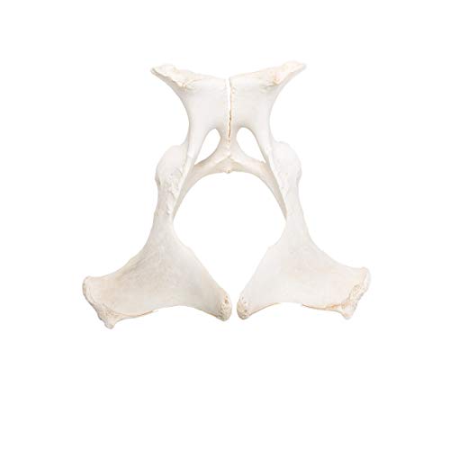 Image of 3B Scientific GmbH T30060 Horse Pelvis