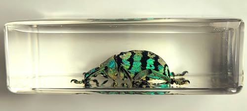 Image of 2.3 inch Real Eupholus Chevrolati Teal Weevil Beetle in Crystal Clear Lucite Resin Specimen Preserved Insect Bugs Taxidermy Collection for Biology Science Education & Desk Ornament Display Supplies