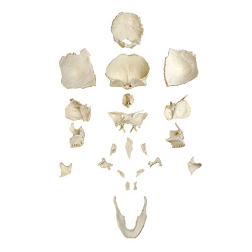 Image of Parco Scientific PB00157 22-Part Totally Disarticulated Plastic Skull