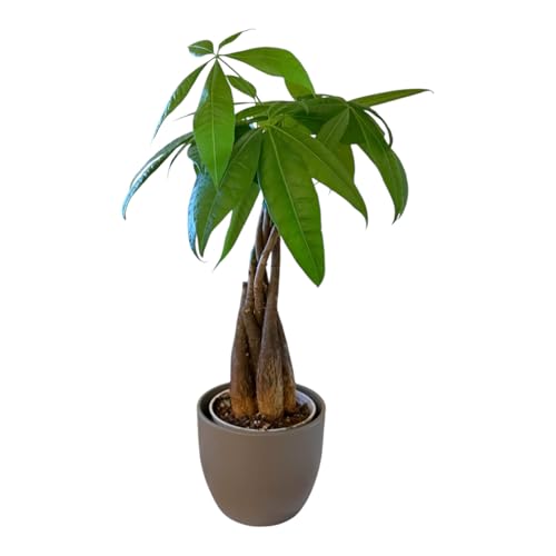 Image of Money Tree Live Plant | 14-22 Inches Tall Bonsai | Easy to Grow Indoor Houseplant | Home, Office, or Room Decor | Birthday, Housewarming Gift (Slate)