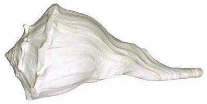 Saptraag Valampuri/Dakshinavarti Shankh, Sangu (18-19cm, White) 1