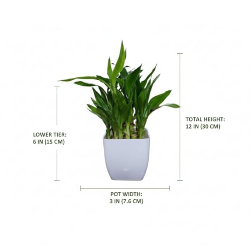 Image of Sugram Lucky Bamboo Feng Shui Plant - 2-Layer with White 3 inch Square Pot for Home, Office, Desk & Table Decor - Easy to Maintain