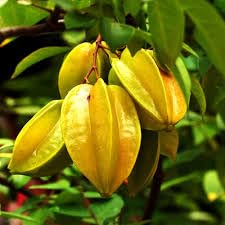 10 Averrhoa Carambola Seed,Carambola Fruit Seeds, Star Fruit Seed