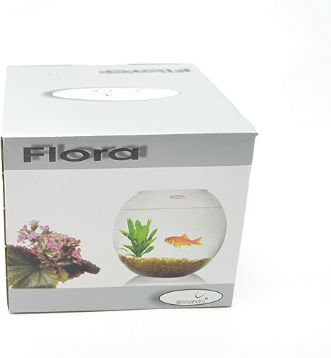 (PEQUEÑO 10 CM) Jarrón Pecera, 10cm, Florero/Terrario de Vidrio. Pecera decoración del hogar