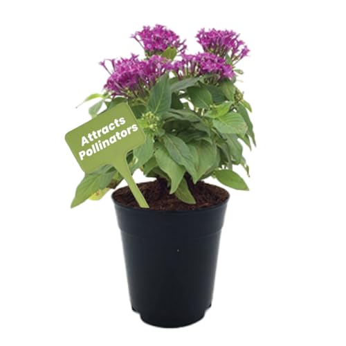 American Plant Exchange Penta 'Violet' – 6-Inch Pot – Live Flowering Plant with Rich Purple Blooms, Heat-Tolerant Outdoor Annual for Pollinator Gardens, Patios, Containers & Landscapes