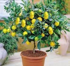 Image of Grafted lemon plant baramasi pack of 2 live nimbu plant