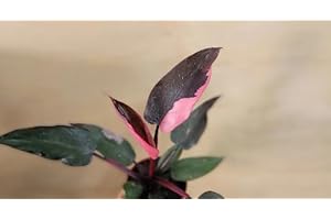3&quot; Pot Philodendron Pink Princess Fully Rooted Rare House Plants