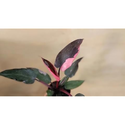 Philodendron Pink Princess Live Rare Houseplants - Fully Rooted Indoor Plants Live | 3" Pot by 3Exoticgreen | Perfect Plants Live Houseplants for Home Decor | Live Indoor Plants Cover