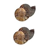 raro esemplare serpente Modelli di ornamenti: realizzati con meticolosa precisione di taglio e lucidatura, questo oggetto da collezione unico mette in mostra la bellezza della natura, modelli di ammoniti come