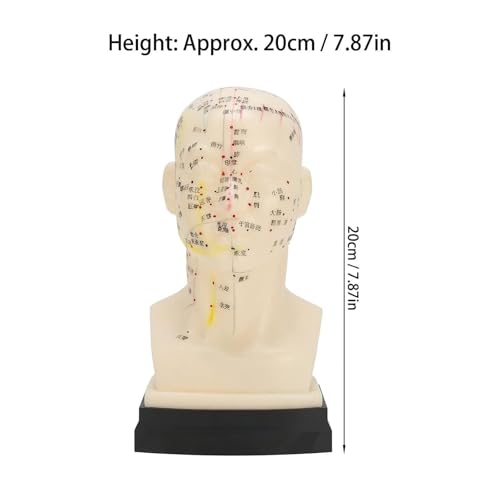 Modelo de Enseñanza Herramientas Humanas ACU, Modelo de Cabeza ACU Transparente para Puntos ACU Preciso miniatura 5