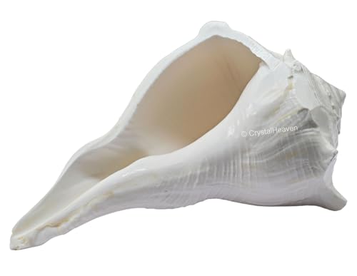 Image of Crystal Heaven Dakshinavarti Shankh Original - 3 to 4 inch inches Large Dakhinabarti Sankha for Puja Original Conch Shell - Natural Dakshinmukhi Shankh for Pooja, Meditation and Gifts
