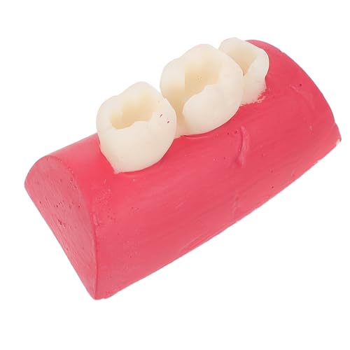 jojofuny Modèle de Canal Radiculaire Simulation Anatomique Réaliste en Plastique et Utilisation Polyvalente pour Formation Dentaire pour Professionnels et Étudiants