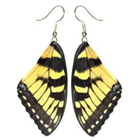 BicBugs REAL preserved Papilio glaucus yellow black forewing swallowtail butterfly wing earrings